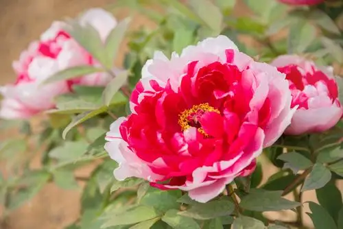 人间四月天,唯美牡丹花