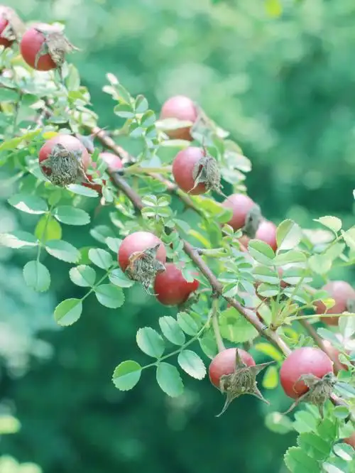 黄刺玫果实