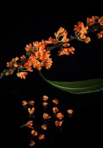 八月桂花香满城