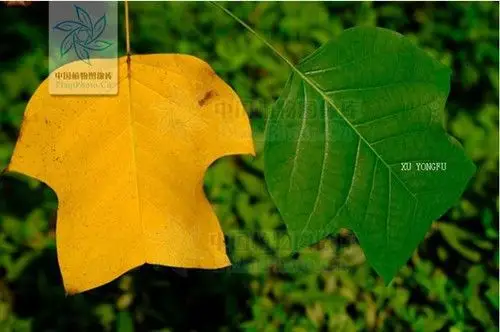 鹅掌楸(图片来源:中国植物图像库)