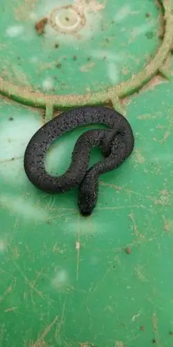 这是什么蛇?很小一条的,几乎长不大的.