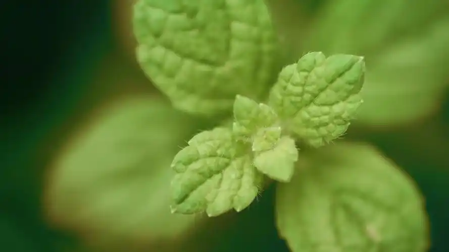 刚到手的手机墙纸