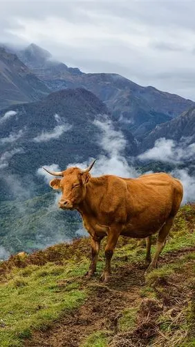 iphone 壁纸 牛,山,草