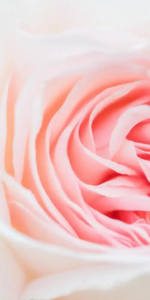 粉色的花瓣近距离特写