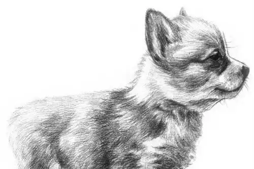 素描狗狗简笔画