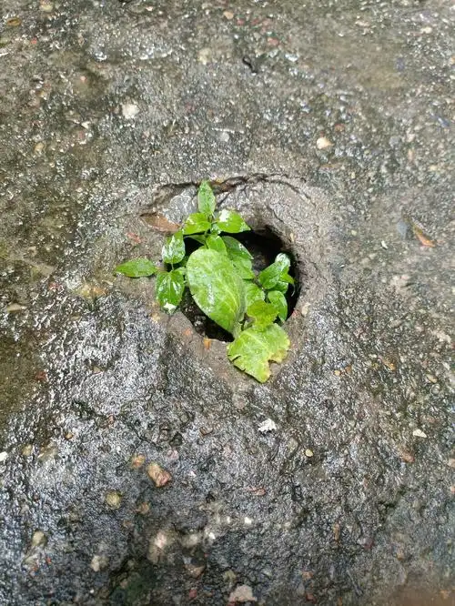 小草都有如此顽强的倔强,我们人类更要学会坚持!