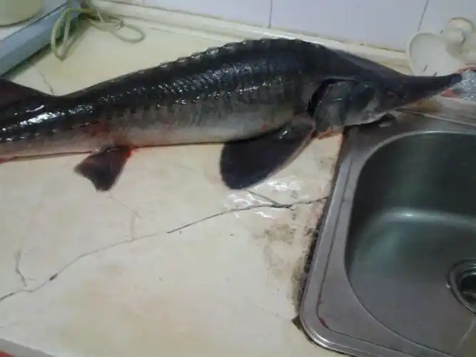 黑色 白肚皮 尖嘴 嘴在下面 是什么鱼啊?