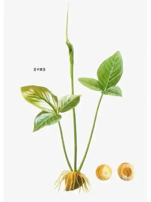 块茎入药.但!有一定毒性!一年生的叶为单叶,卵状心形;2～3年后