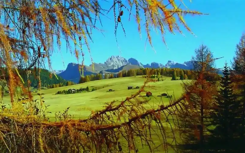 【音乐短片】《森林狂想曲》