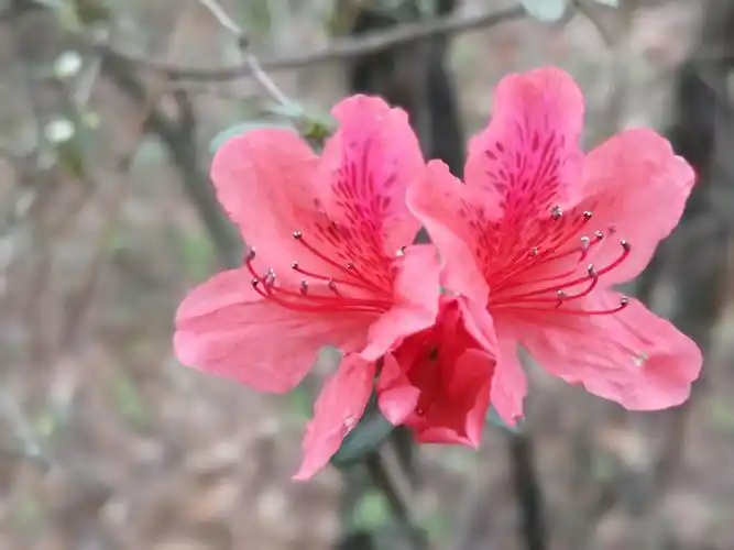 茅塘山上映山红