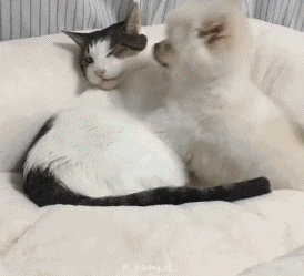 274_249gif 动态图 动图