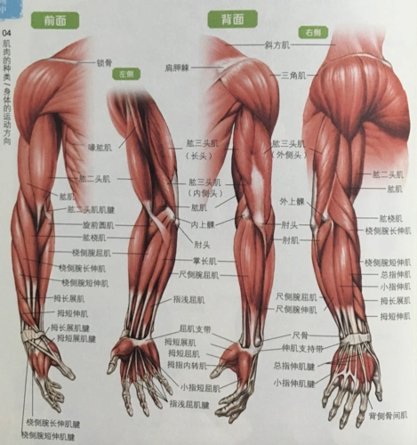 人体结构三人体肌肉
