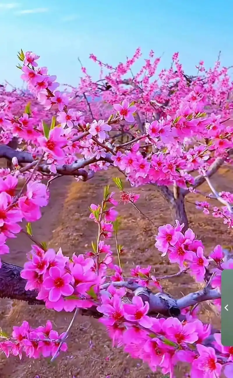 鲜艳的桃花盛开,绚丽多彩,风景如画,让我们一起欣赏漂亮的景色