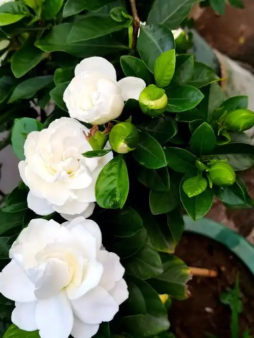 大花栀子满树芳香