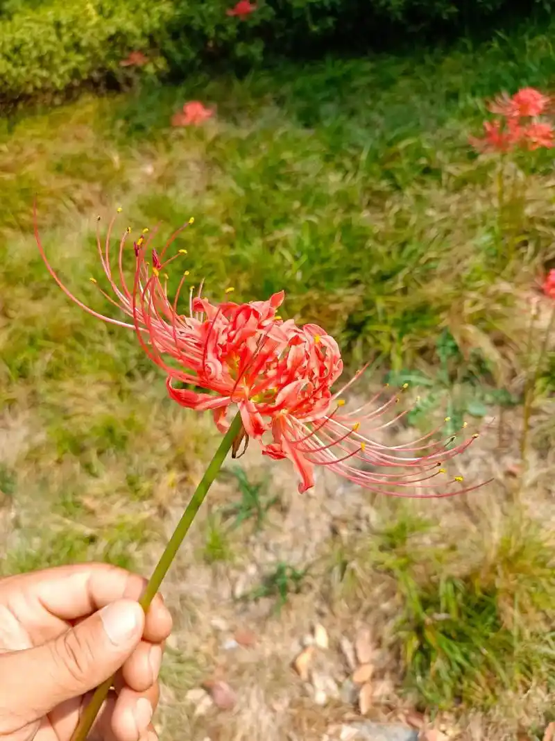 这种花叫做彼岸花,学名蔓珠沙华,又被称为死亡之花,虽外表妖艳 - 抖音