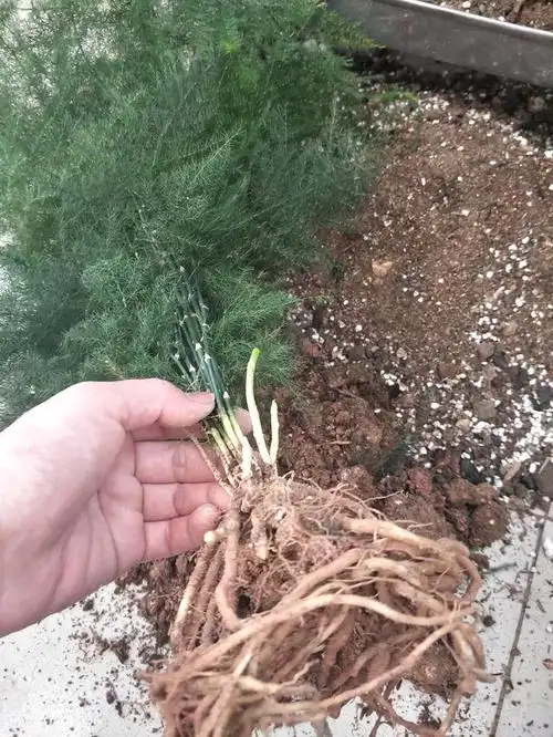 冬季买文竹,上盆,养护,掌握好技巧才能尽快服盆,越冬无忧|文竹|根系