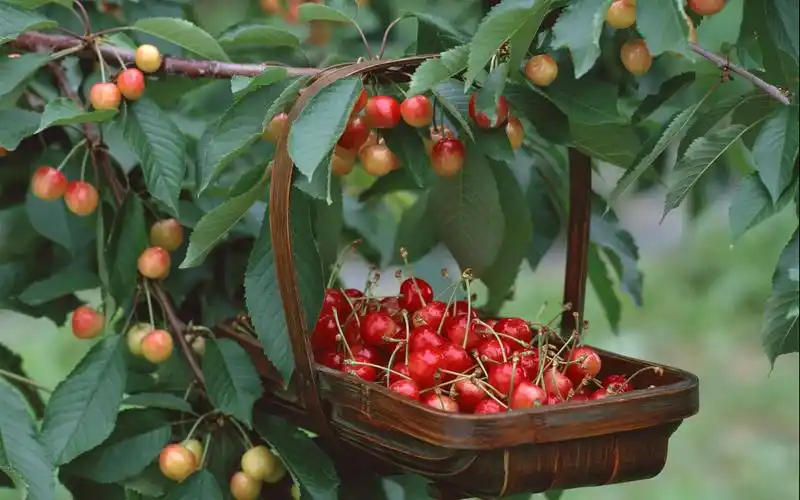 樱桃图片水果樱桃车厘子含桃莺桃荆桃楔桃英桃牛桃樱珠玛瑙