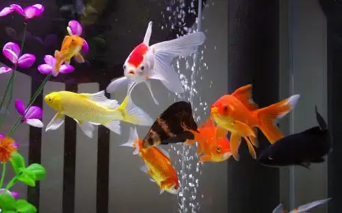 观赏小金鱼