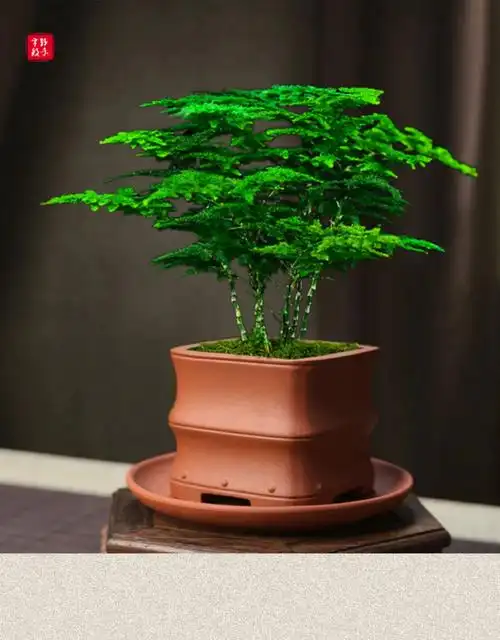 麦桑荷唐山云松正宗唐山矮生文竹办公室内好养绿色盆栽桌面净化空气