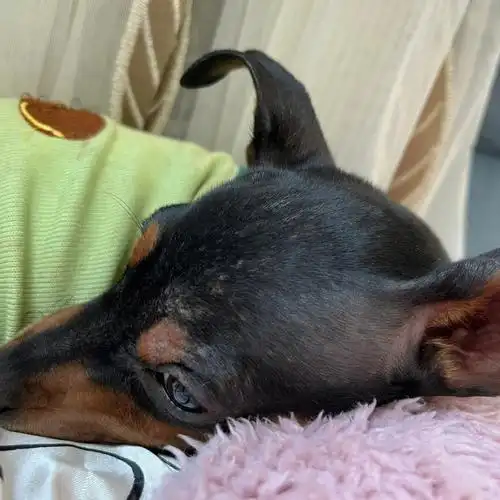 请问一下这是狗癣吗