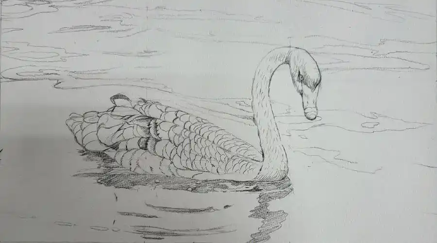 黑天鹅线稿如何画