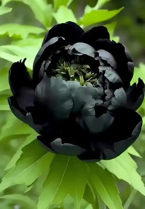 黑牡丹如此惊艳我该用什么词来形容你