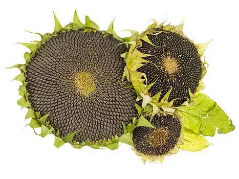 有用,成熟,花,向日葵,黑色,葵花籽,隔绝,白色背景,背景