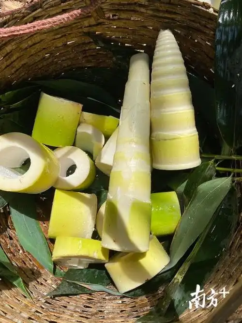 征服味觉挑剔的日本人西牛麻竹笋是怎么做到的丨寻找南方优品