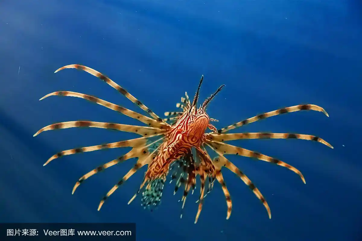 一只美丽的掠食性翼龙在蓝色的水中游泳寻找食物.