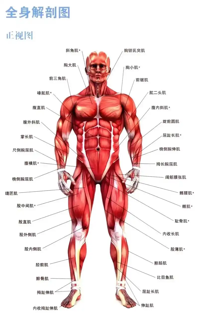 体育生应该了解的人体肌肉和骨骼结构#体育生 #运动解剖 #远 - 抖音