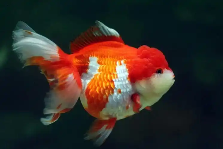 狮子头金鱼的介绍