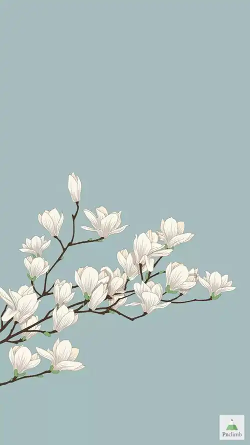 白玉兰插画唯美文艺中国风手机壁纸聊天背景