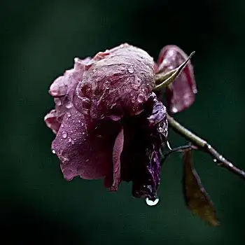 萎蔫,玫瑰干燥,玫瑰放倒的月季花凋谢的月季花衰败玫瑰干燥,玫瑰,柳条