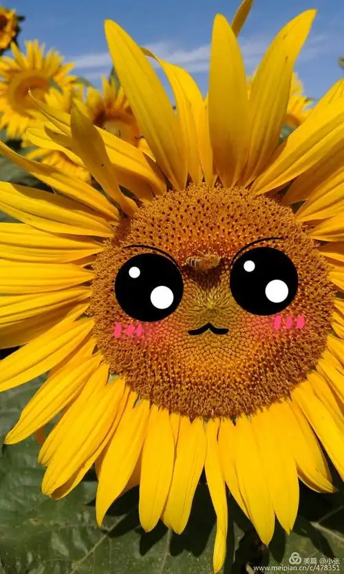 朵朵向日葵似张张笑脸露出灿烂的微笑,蜜蜂采蜜,蝴蝶飞舞,虽没玫瑰开