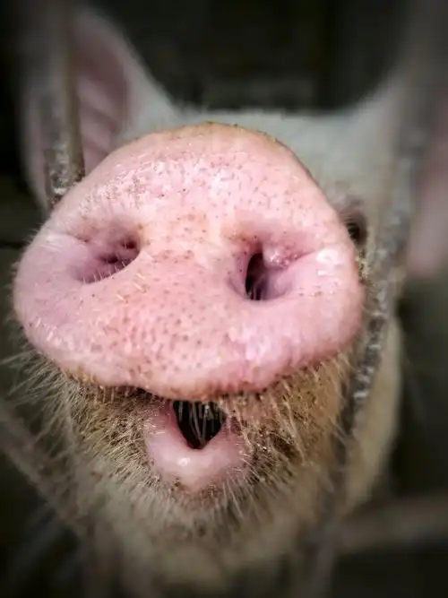 猪,你的鼻子有两个孔.