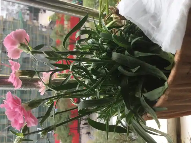 康乃馨叶子有黑点是什么原因?