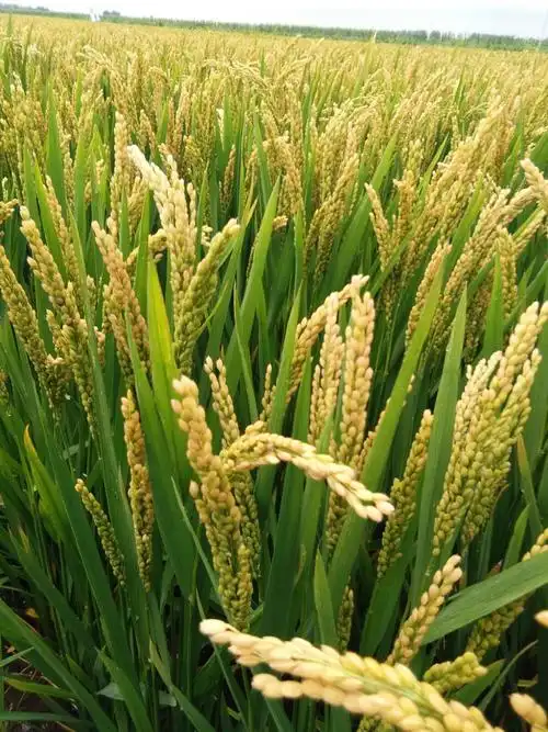 水稻出穗灌浆成熟全过程.