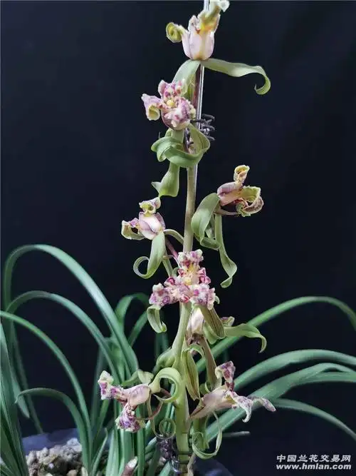 慢城兰苑—紫砂星-蕙兰篇-中国兰花交易网社区