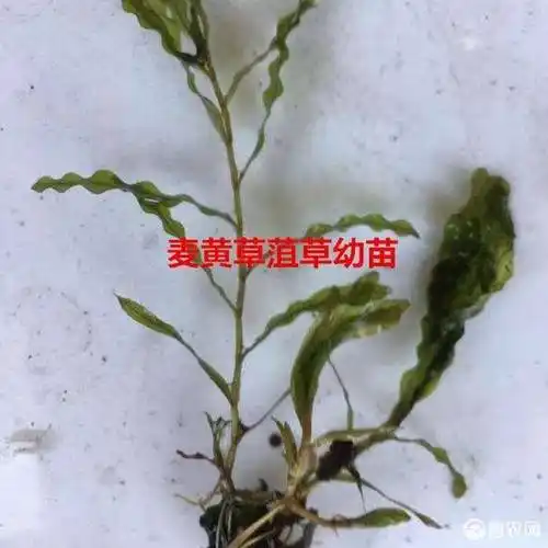 麦黄草种籽石芽小龙虾养殖水草菹草种子包邮
