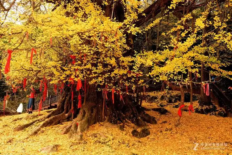 已有4000多年的中华银杏王