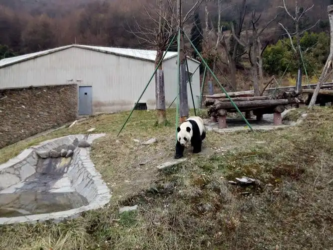 川蜀行之卧龙熊猫保护基地