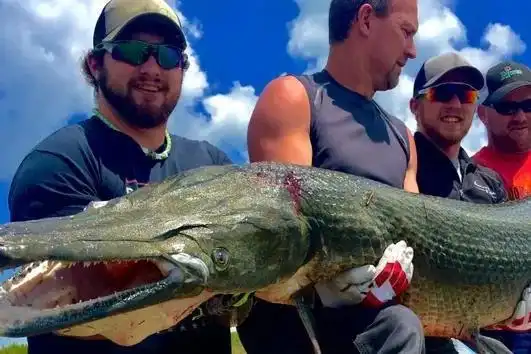 把食人鲳鳄雀鳝清道夫养在一起结果会如何鳄雀鳝完胜