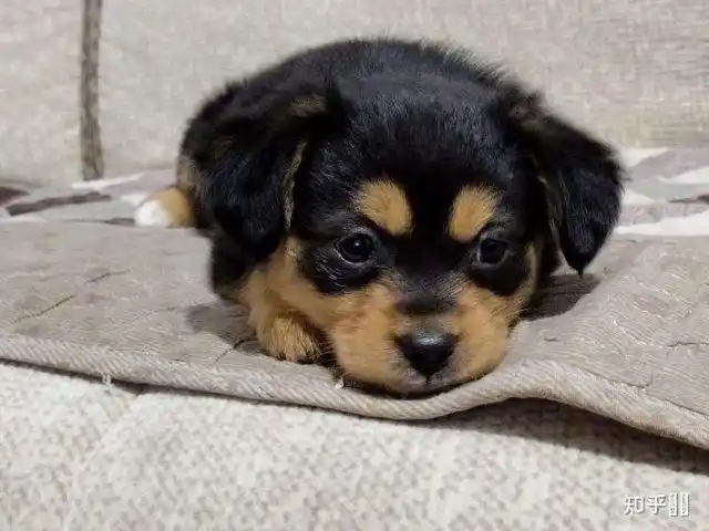 四眼狗的品种是中华田园犬中的土狗,眼睛上方有块不一样,因为远观像有