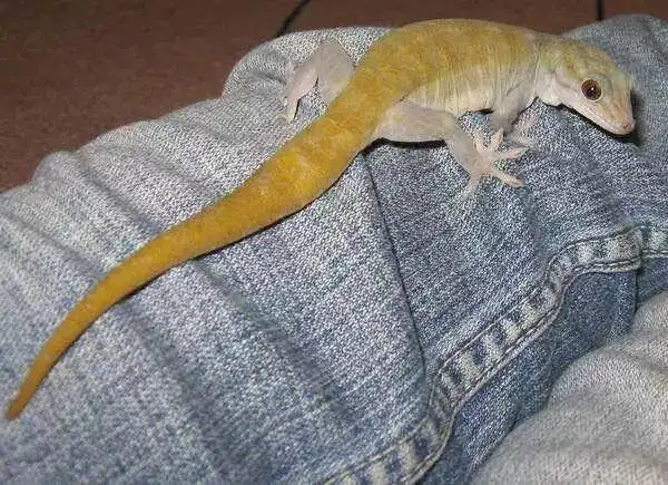 金守宫是什么?小轿车屁股上贴的那玩意儿?