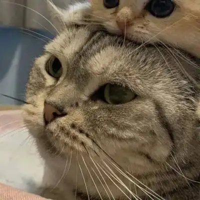 唯美低调的情侣头像图片