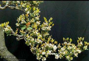 春花 春花树 石斑木 春花盆景 春花老树