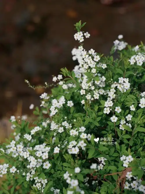 多好听的名字珍珠绣线菊