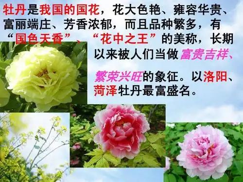 以洛阳, 菏泽牡丹最富盛名.