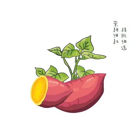 番薯插画