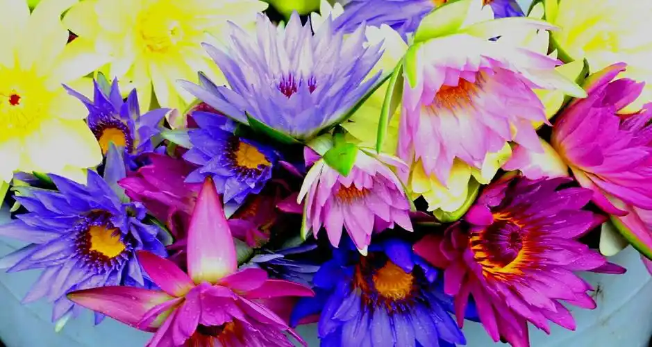 九里香彩色莲花欣赏